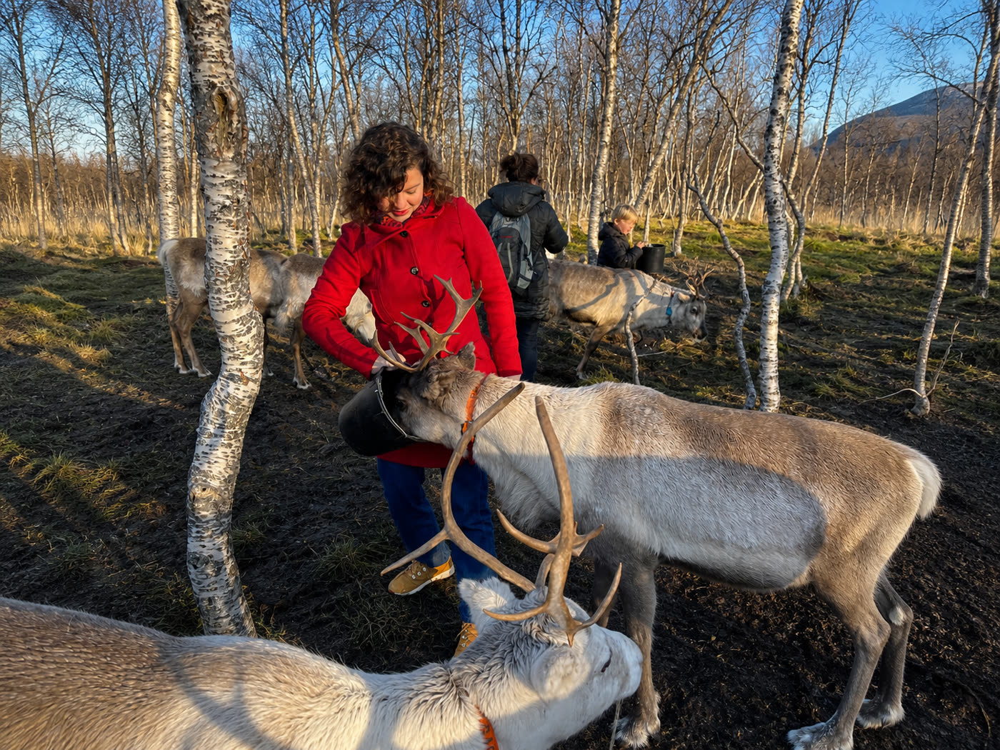 Experiência cultural Sami em Tromsø