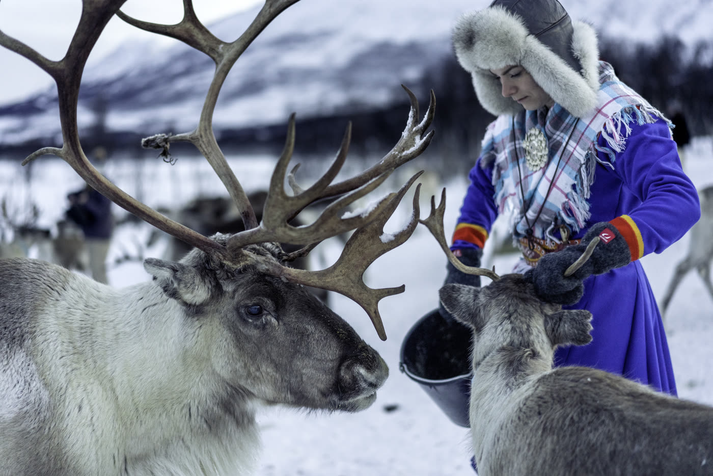 Alimentação de renas perto de Tromsø