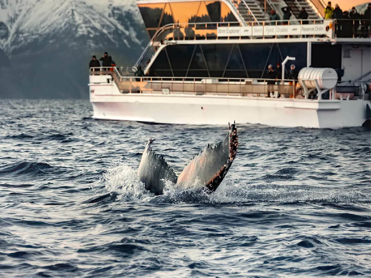 Baleia perto de barco em Tromsø