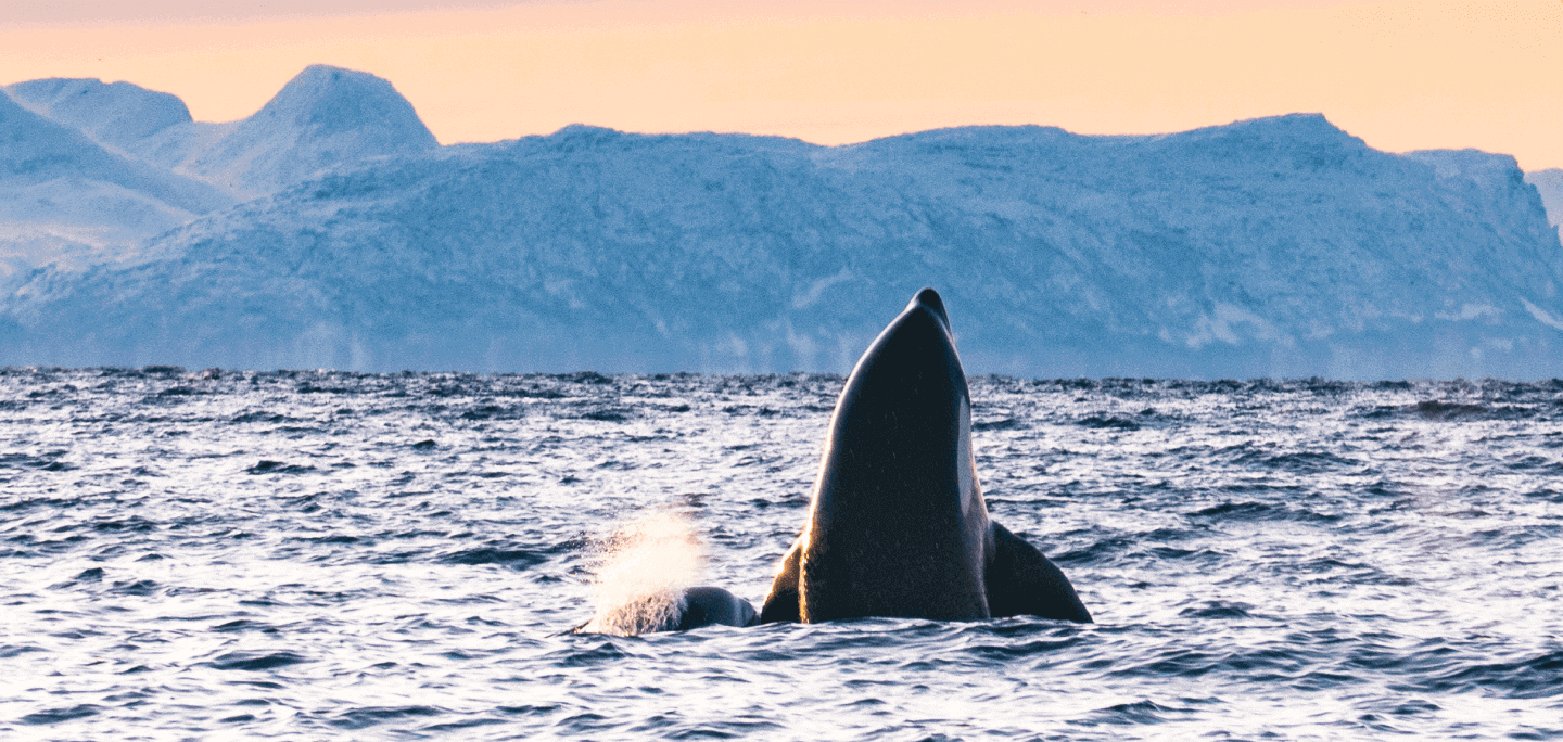 Observação de baleias em Tromsø