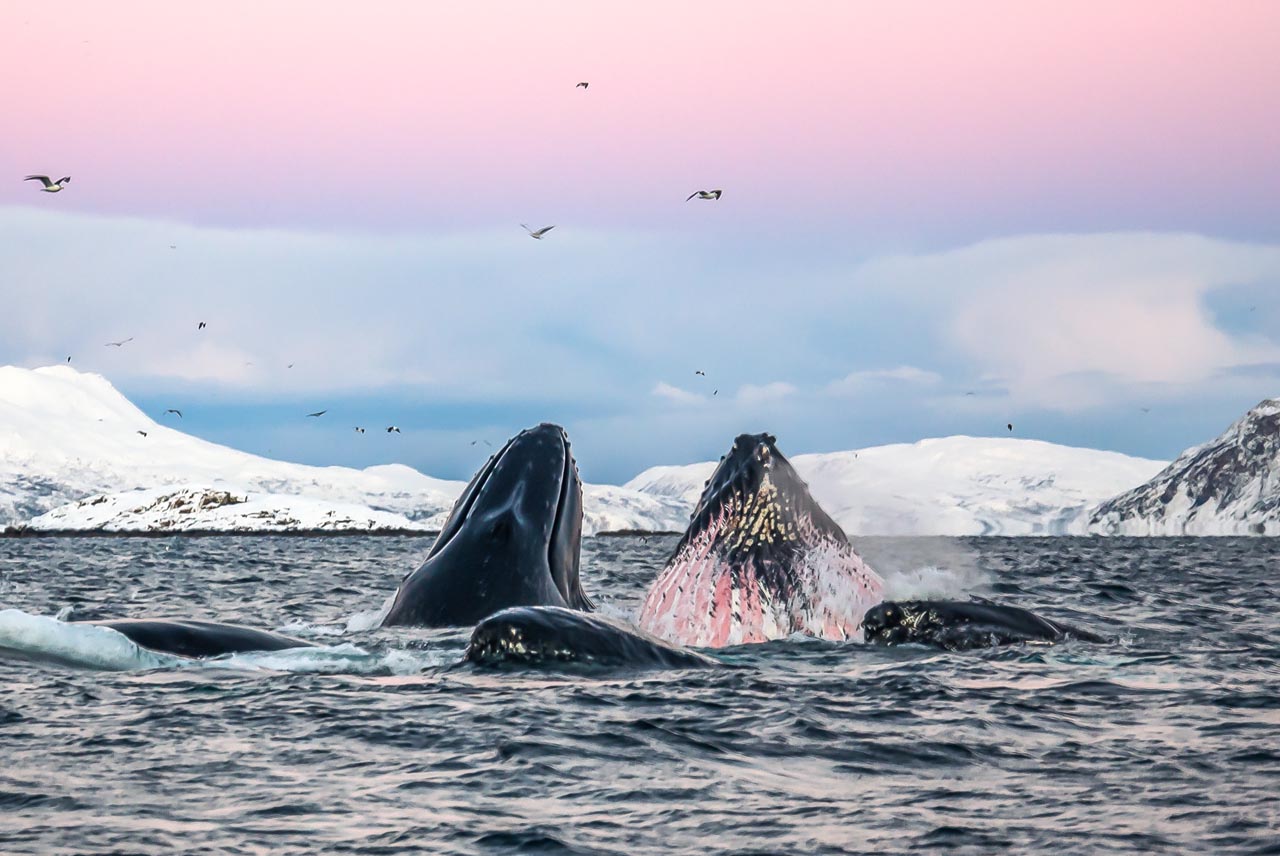 Baleia em passeio de barco em Tromsø
