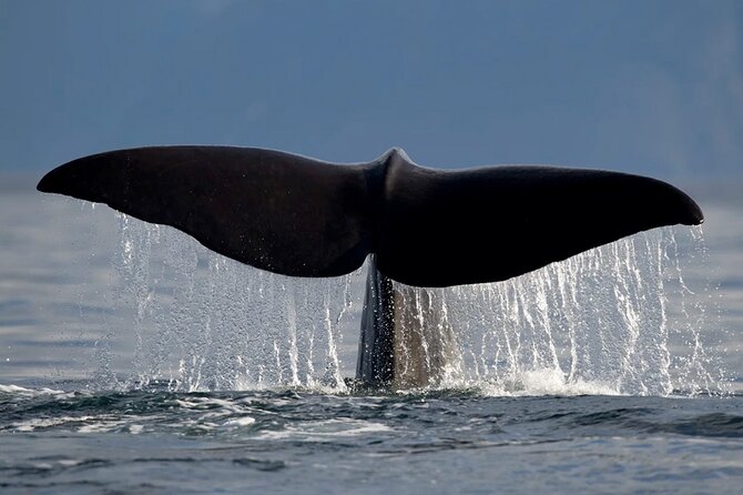 Paisagem ártica em passeio de observação de baleias