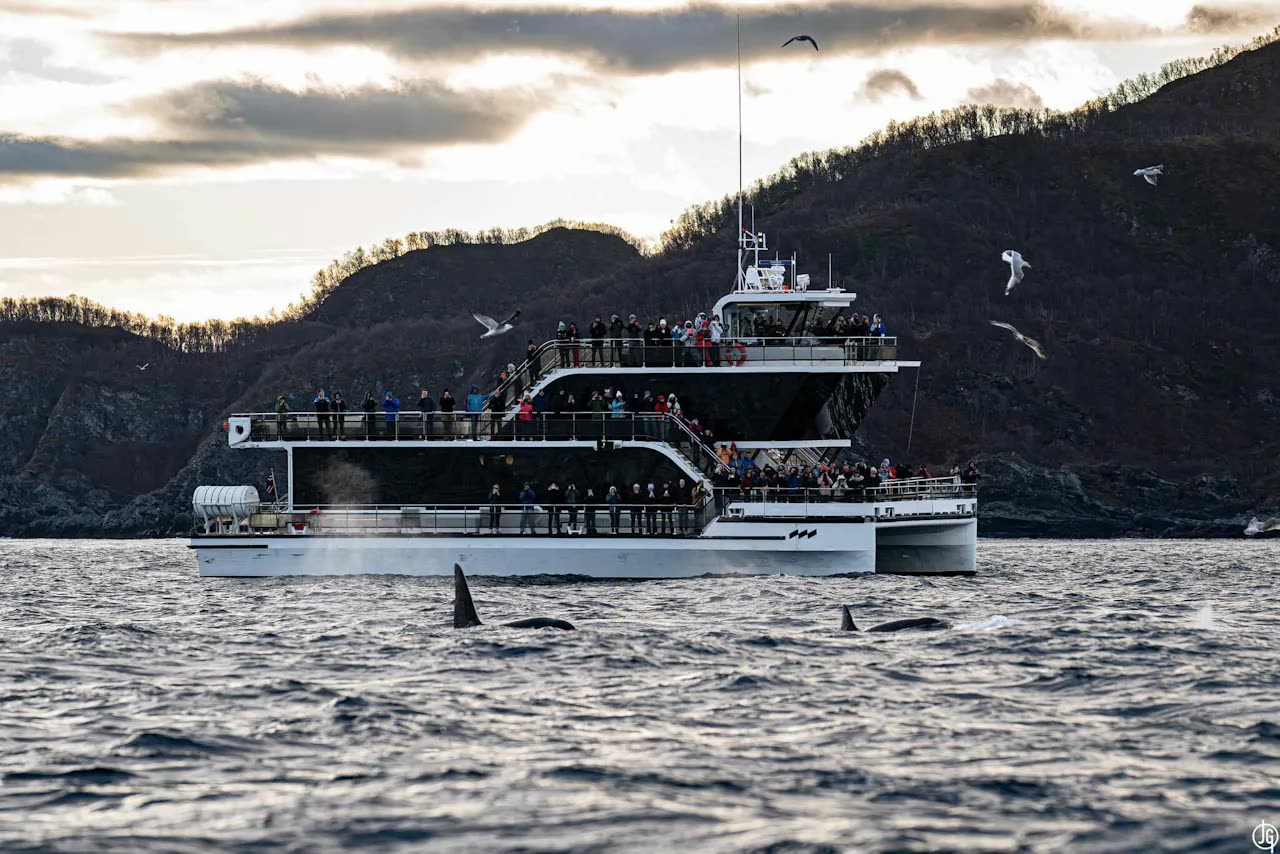 Barco de observação de baleias em Tromsø
